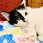 Фото №2 Уникальная красавица кошечка Маска ищет дом