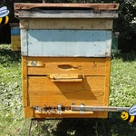 Фото №2 Пчелосемьи (среднерусская порода пчел) в Санкт-Петербурге 2026 г.