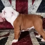 Фото №11 Щенки английского бульдога