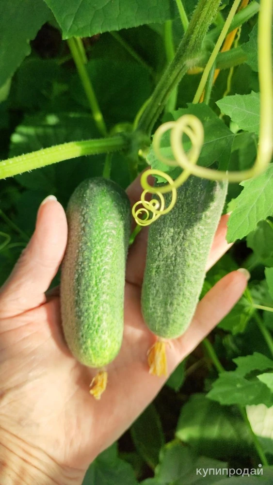 Фото Огурчики с грядки.