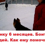 Фото №3 Индивидуальная дрессировка собак в г. Электросталь