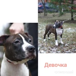 Фото №6 Щенки стаффордширского терьера