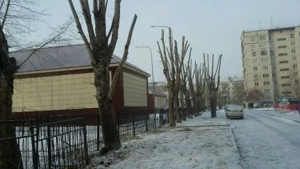 Фото Обрезка, спил,снос деревьев