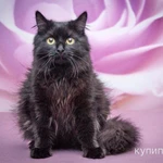 Роскошная пушистая кошка Ночка в добрые руки