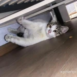 Фото №6 Ищет дом чудесный котик.