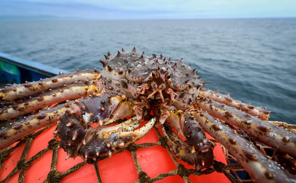Фото Крабы живые Камчатский краб на экспорт в Китай и Южную Корей