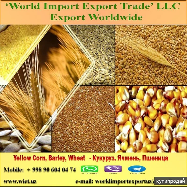 Фото ЭКСПОРТ ПШЕНИЦА, Кукуруза, Кукуруза, Ячмень, МУКА, ПОДСОЛНЕЧНИК, РАПС...другие