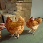 Фото №3 Куры