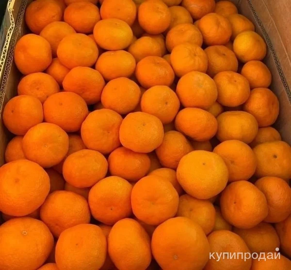 Фото Мандарины с Абхазии