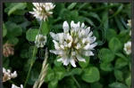 фото Клевер белый (Trifolium repens)