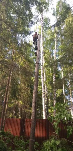 Фото Спил деревьев