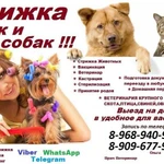Стрижка кошек и собак выезд в Подольске домашняя передержка