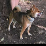 ВЯЗКА КОБЕЛЯ СИБА-ИНУ