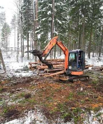 Фото Валка деревьев, выкуп древесины, расчистки