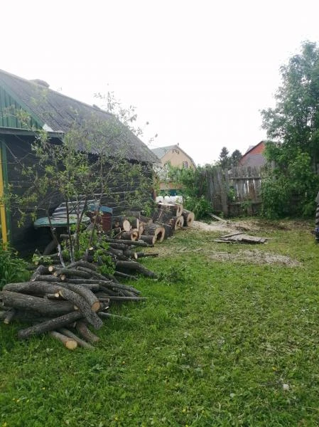 Фото Спил опасных деревьев