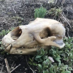 Фото №6 Череп медведя имитация