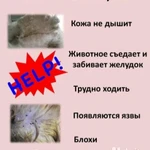 Фото №8 Стрижка собак и кошек