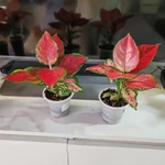 Фото №10 Аглаонема