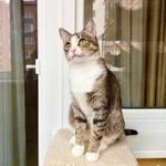 Фото №4 Полосатая кошечка Молли в добрые руки