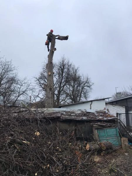 Фото Спил деревьев.Удаление деревьев.Арбористика