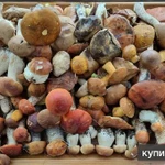 Фото №6 грибы