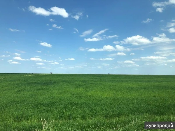 Фото Участок 650 га засеян пшеницей