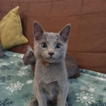 Фото №5 Котята породы “Русская голубая"