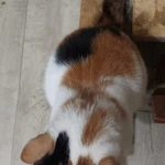 Фото №2 Трехцветная красавица кошка Глаша в добрые руки