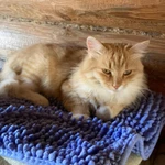 Фото №9 Кошечка Алиса в добрые руки