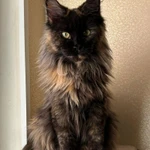 Фото №3 Котята #Мейн-кун# черный дым#