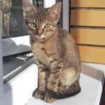 Фото №9 Маленькая королева Кетти в добрые руки