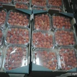 Фото №2 Свежая малина из Марокко