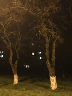 Фото Спил деревьев, тополь