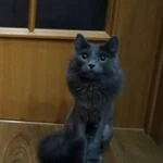 Фото №3 Стрижка кошек (В ОТПУСКЕ ДО 28 СЕНТЯБРЯ)