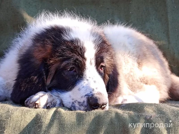 Фото Щенки московской сторожевой