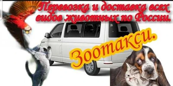 Фото Зоотакси. перевозка всех видов животных