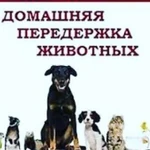 Передержка животных