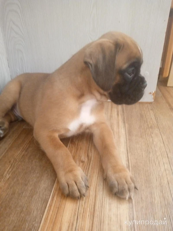 Продается шикарный щенок боксера, 2 месяца