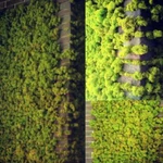Фитодизайн, зеленые стены из мха