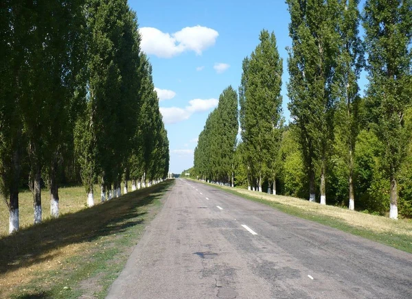 Фото Тополь пирамидальный 1,5-2 м. (Populus pyramidalis)