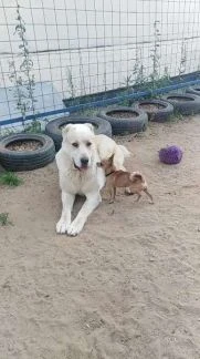 Фото Kindergarten_for_dogs 
