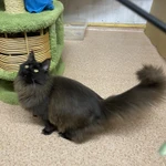 Фото №2 Котята мейн кун