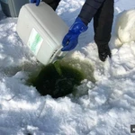 Фото №7 Хлорелла Богатый Пруд