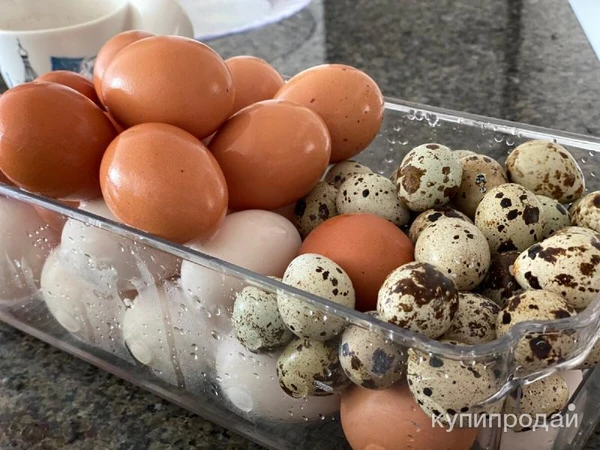 Фото Яйца домашние