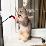 Фото №7 Кошечка Лилу серебристая полосатка в добрые руки