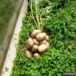 Фото №3 Арполит - идеально для любых растений