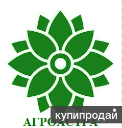 Фото Семена гороха ярового купить Аксайский усатый 7 Усатый кормовой Астронавт Болдор