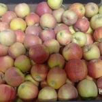 Фото №4 Яблоки Гала оптом от фуры.