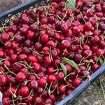 Фото №11 Готовый бизнес, черешневый сад 11,4 Га