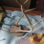 Фото №3 Рога оленя.